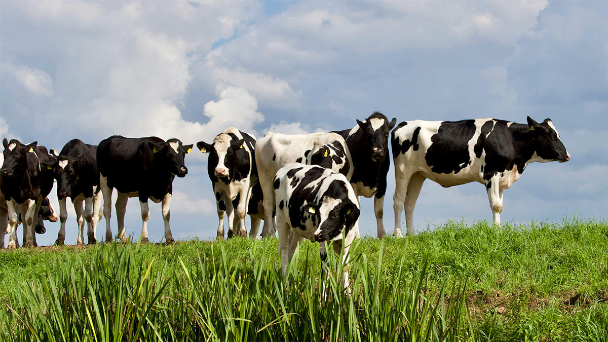 Dairy cow grazing in the countryside
